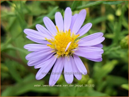 Aster laevis &#39;Anneke van der Jeugd&#39;