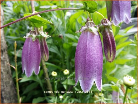 Campanula punctata &#39;Rubra&#39;