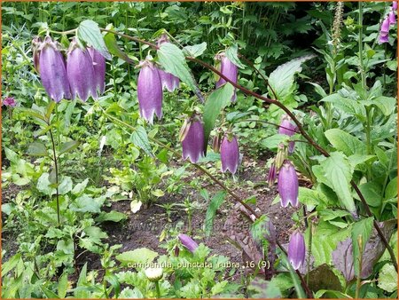 Campanula punctata &#39;Rubra&#39;