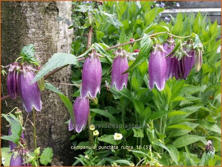 Campanula punctata &#39;Rubra&#39;