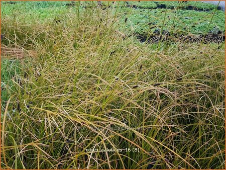 Carex calotides