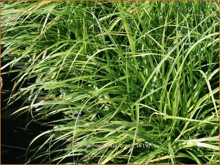 Carex morrowii &#39;Hazy Green&#39;