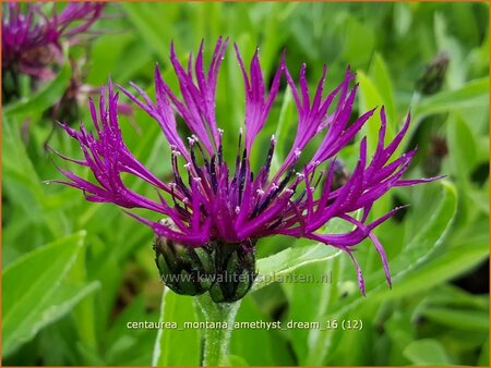 Centaurea montana &#39;Amethyst Dream&#39;