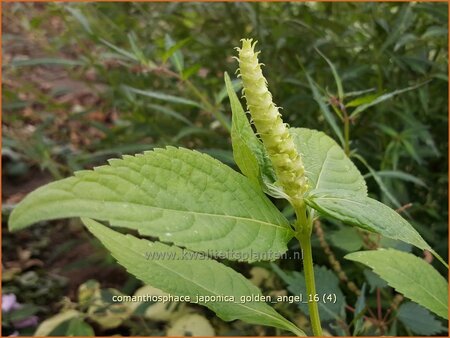 Comanthosphace japonica &#39;Golden Angel&#39;