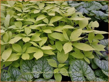 Comanthosphace japonica &#39;Golden Angel&#39;