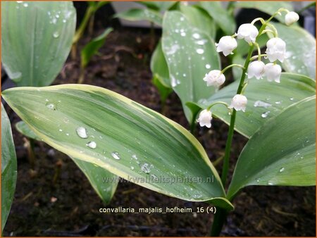 Convallaria majalis &#39;Hofheim&#39;