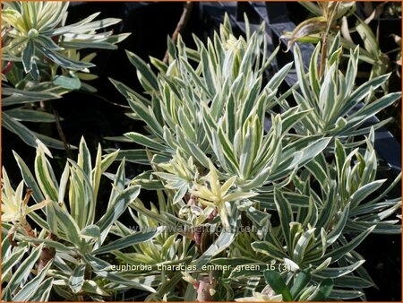 Euphorbia characias &#39;Emmer Green&#39;
