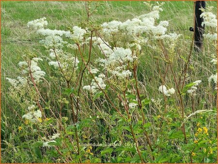 Filipendula ulmaria