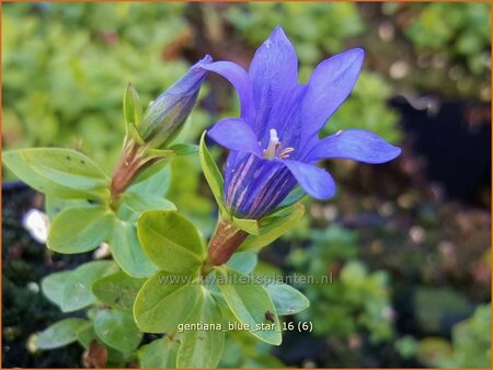 Gentiana 'Blue Star'