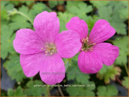 Geranium oxonianum &#39;Betty Catchpole&#39;