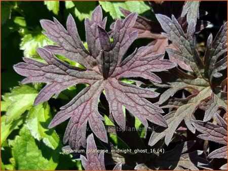 Geranium pratense 'Midnight Ghost'