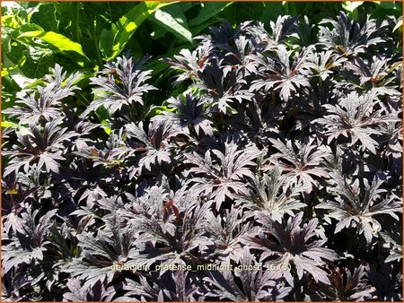 Geranium pratense &#39;Midnight Ghost&#39;