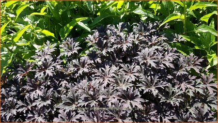 Geranium pratense &#39;Midnight Ghost&#39;