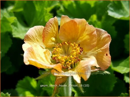 Geum &#39;Beech House Apricot&#39;