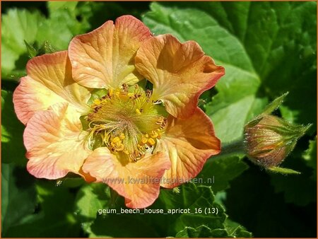 Geum &#39;Beech House Apricot&#39;