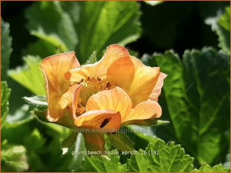 Geum &#39;Beech House Apricot&#39;