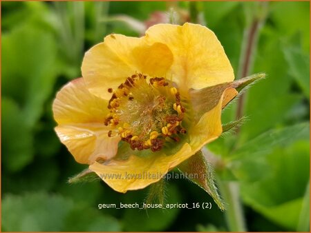 Geum &#39;Beech House Apricot&#39;