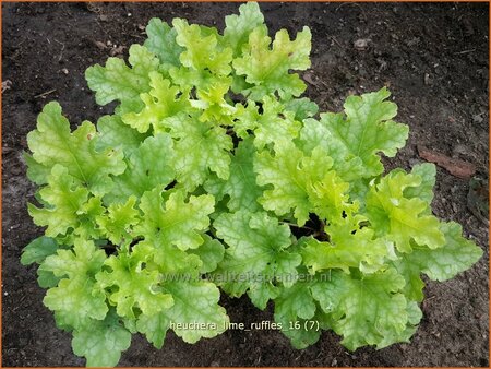 Heuchera &#39;Lime Ruffles&#39;