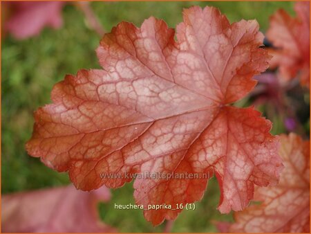 Heuchera &#39;Paprika&#39;