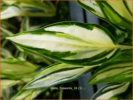 Hosta &#39;Fireworks&#39;