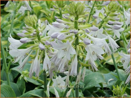 Hosta &#39;Fragrant Blue&#39;