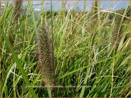 Pennisetum alopecuroides &#39;National Arboretum&#39;