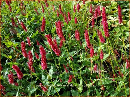 Persicaria amplexicaulis &#39;Dark Red&#39;