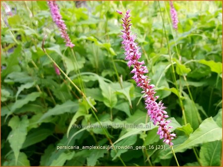 Persicaria amplexicaulis 'Rowden Gem'