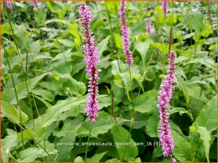 Persicaria amplexicaulis &#39;Rowden Gem&#39;
