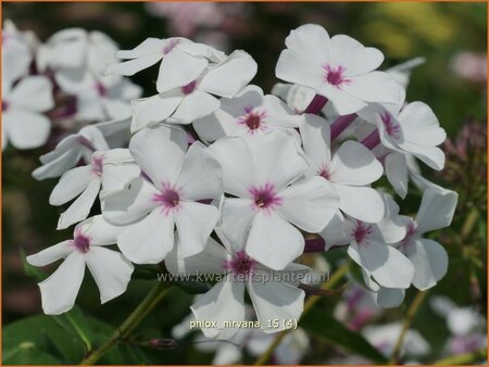 Phlox &#39;Nirvana&#39;