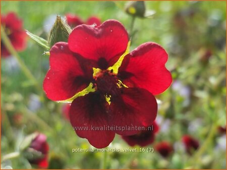 Potentilla &#39;Monarchs Velvet&#39;