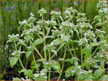 Pycnanthemum pilosum