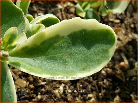 Sedum 'Lajos'
