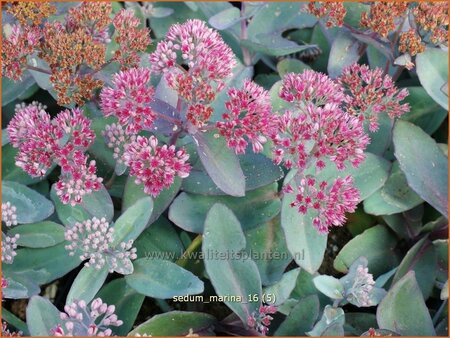 Sedum 'Marina'