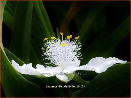 Tradescantia &#39;Danielle&#39;