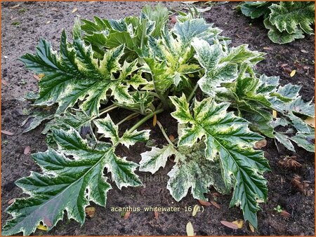Acanthus 'Whitewater'