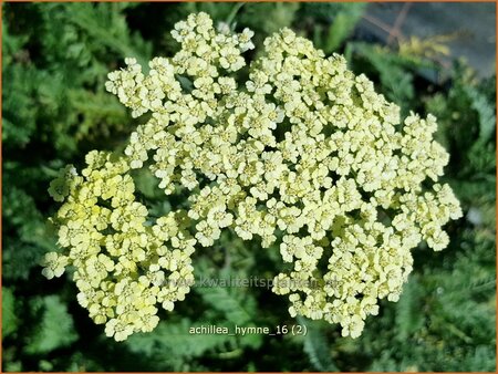 Achillea &#39;Hymne&#39;