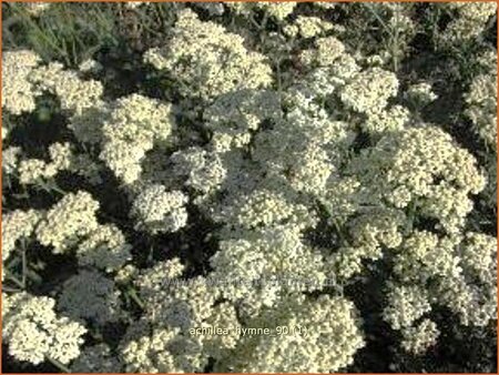 Achillea &#39;Hymne&#39;