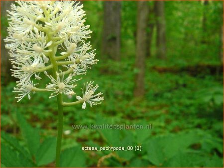 Actaea pachypoda