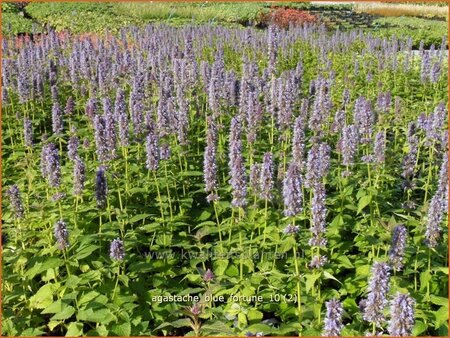 Agastache &#39;Blue Fortune&#39;