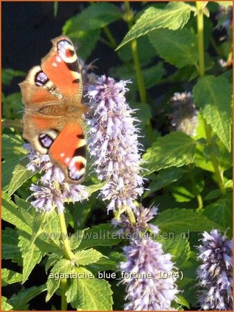 Agastache &#39;Blue Fortune&#39;