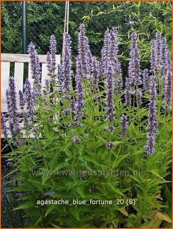 Agastache &#39;Blue Fortune&#39;