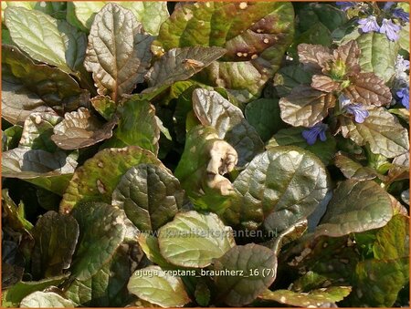 Ajuga reptans 'Braunherz'