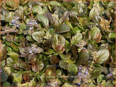Ajuga reptans 'Braunherz'