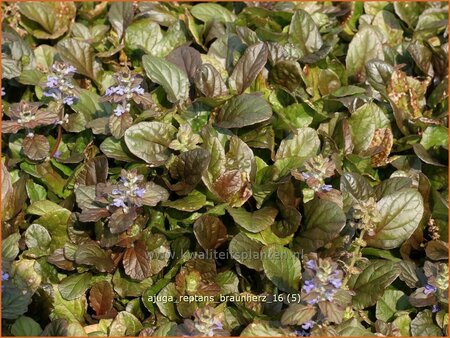 Ajuga reptans &#39;Braunherz&#39;