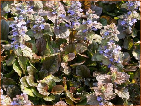 Ajuga reptans &#39;Braunherz&#39;