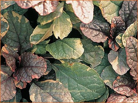 Ajuga reptans &#39;Burgundy Glow&#39;