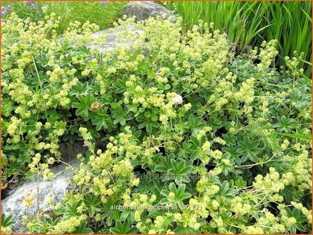 Alchemilla hoppeana