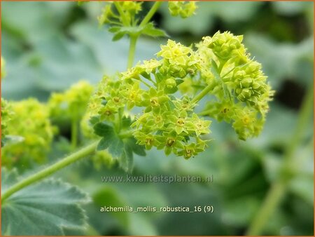 Alchemilla mollis &#39;Robustica&#39;