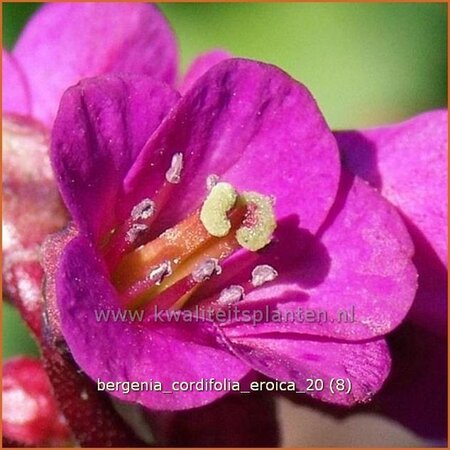Bergenia cordifolia 'Eroica'